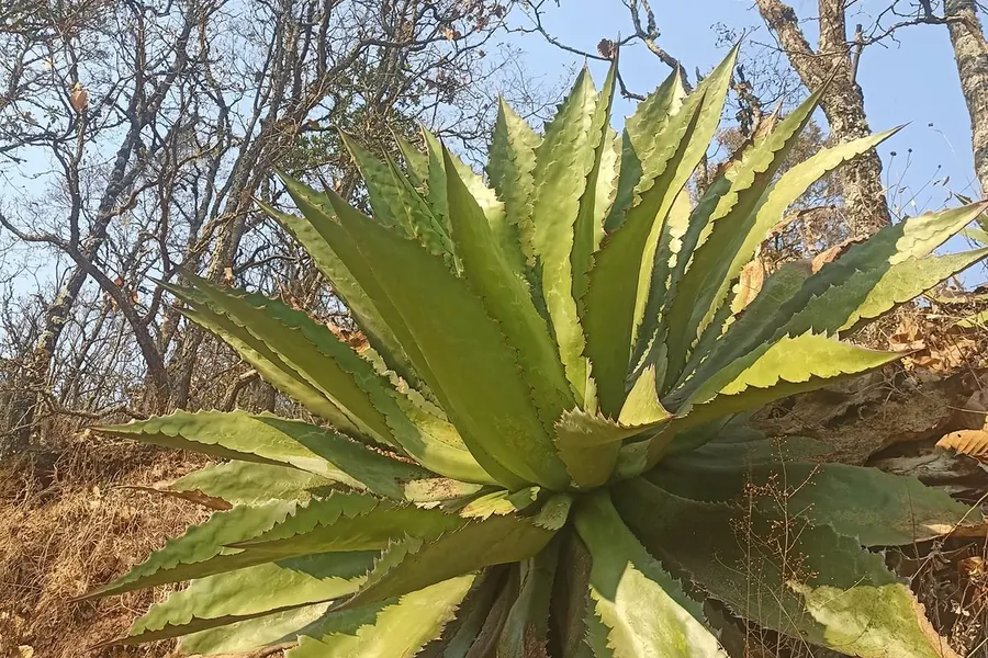 Cata de Mezcales en Ixtapa Zihuatanejo