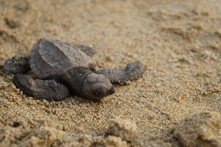 Liberación de Tortugas en Ixtapa Zihuatanejo