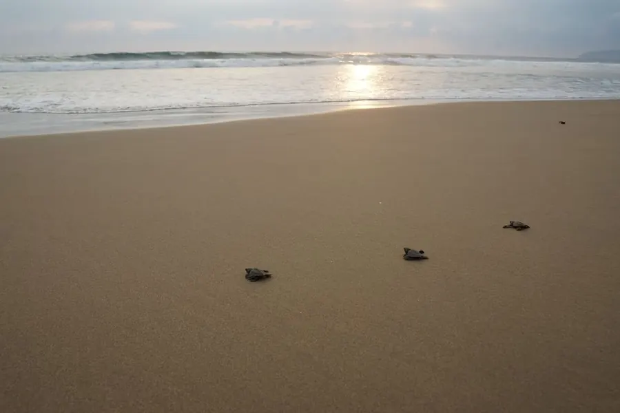 Liberación de Tortugas en Ixtapa Zihuatanejo