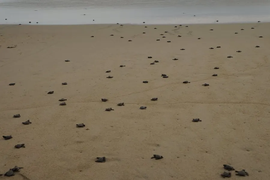 Liberación de Tortugas en Ixtapa Zihuatanejo